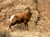 Badlands Bighorn Sheep #14