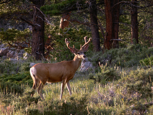 Mule Deer Buck -- Rocky Mountains, Late Afternoon