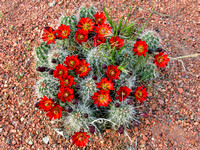 Cactus Blossoms #3