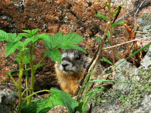 Marmot -- Hide and Seek