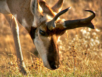 Antelope Curiosity
