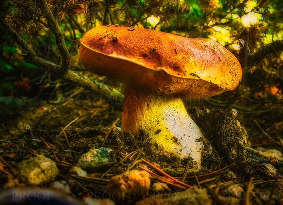 Mushroom #4
