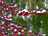 Crab Apples In Snow