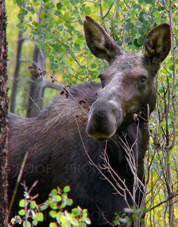 Moose in Autumn Aspen
