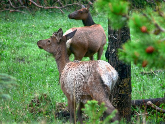 Young Elk and His Mother