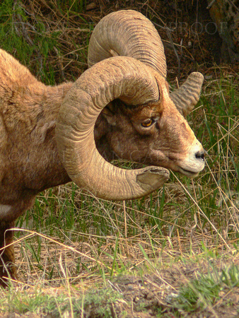 Old Bighorn Sheep Ram -- Portrait