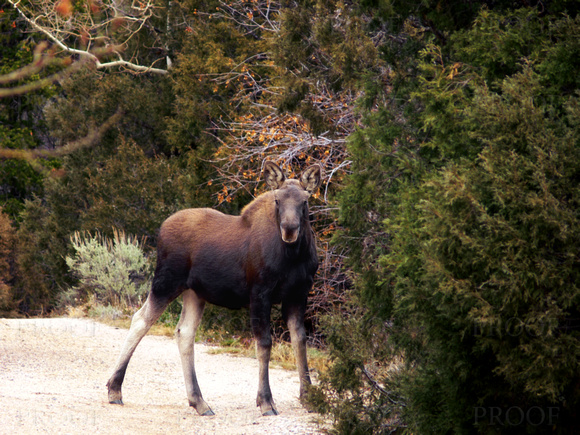 Yearling Moose