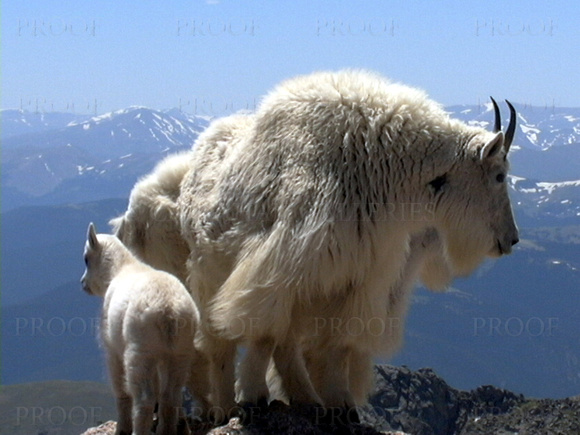 Mt Evans Goats #29