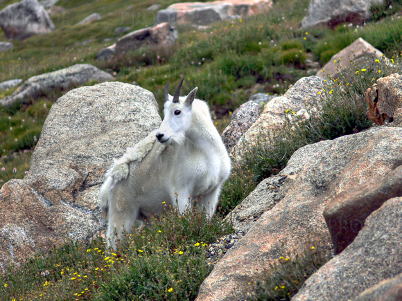Goat In Alpine Meadow