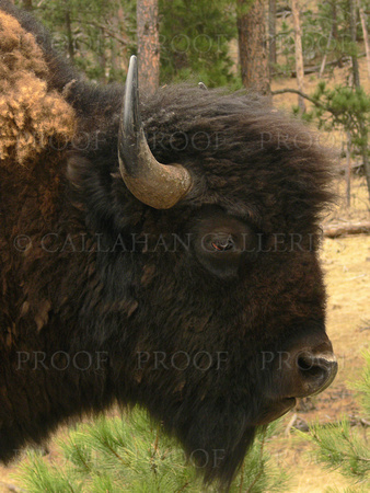 Portrait Of The Bison