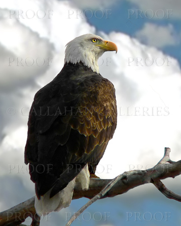 Eagle in Profile #2