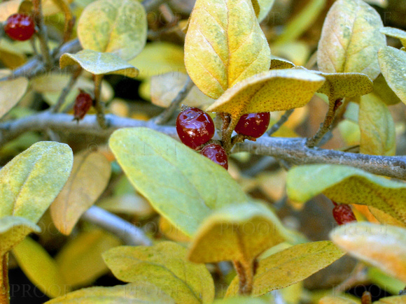 Red Berries Macro #1
