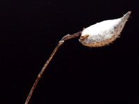 Frosted Milkweed