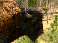 Bison at the Forest Edge