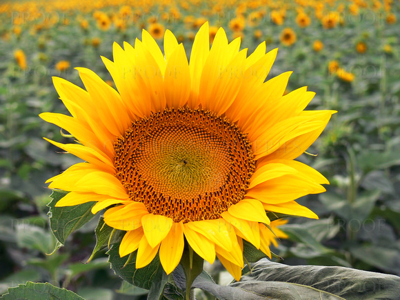 Sunflowers #9