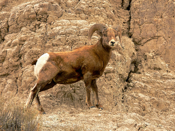 Badlands Bighorn Sheep #14