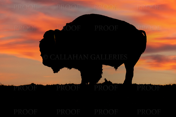 Bison Silhouetted Against Sunset Clouds