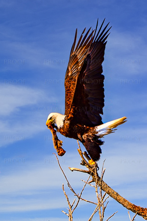 Eagle with Dinner