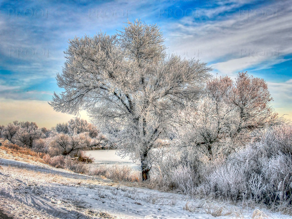Frosty Morning on the South Platte