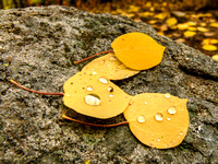 Aspen Leaves and Water Droplets
