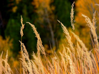 Autumn Grasses