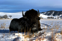 Bison Bull in the Snow