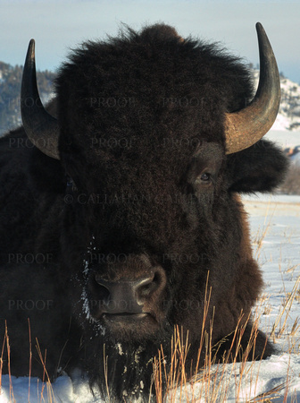 Bison Laying In The Snow