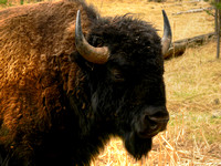 Bison Closeup