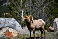 Big Horn Ram #25