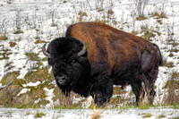 Bison In A Snowy Field