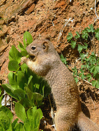 Desert Squirrel
