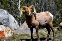 Big Horn Sheep Ram #10