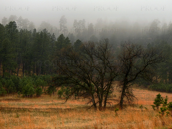 Custer State Park in Fog #1