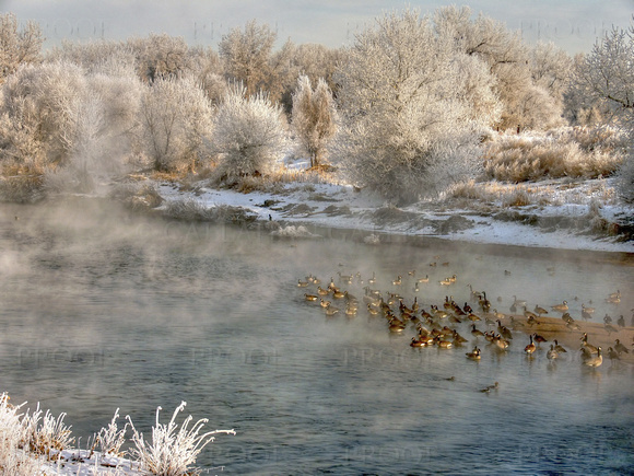Geese and Hoarfrost #1