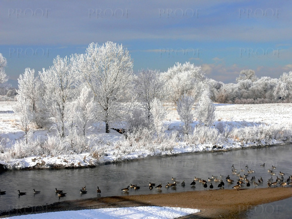 Geese and Hoarfrost #4