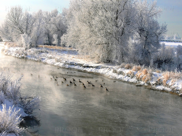 Geese and Hoarfrost #5