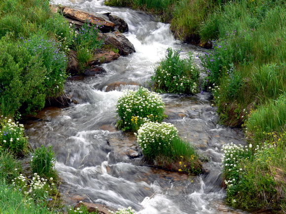 Mountain Stream with Wildflowers