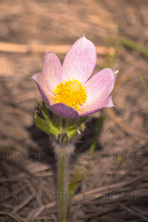 Pasque Flower on Easter Weekend
