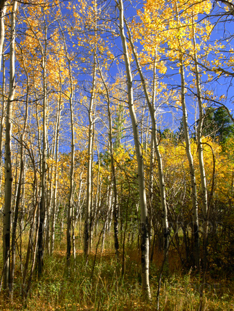 Aspen Forest In Autumn Color