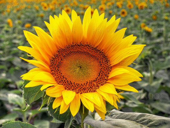 Sunflowers #3