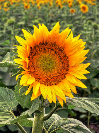 Sunflowers #5