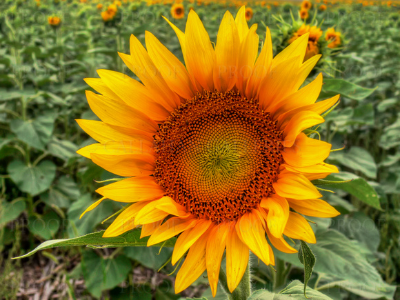 Sunflowers #4