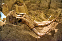 Mammoth Skull in Situ