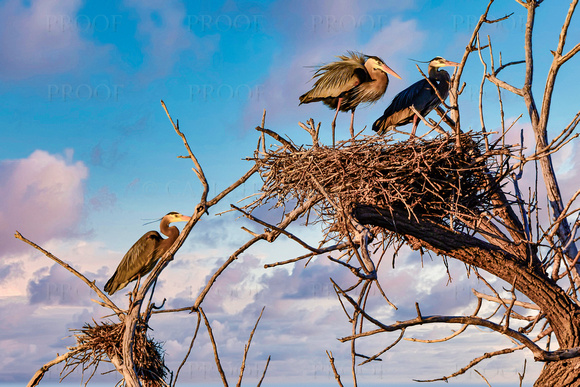 Nesting Herons At Sunrise