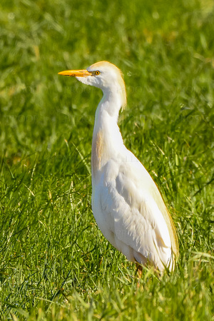 Cattle Egret Two