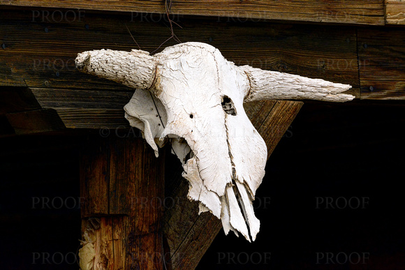 Weathered Cow Skull