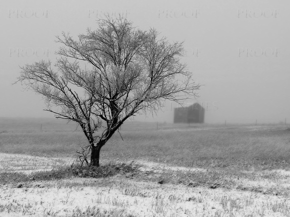 Tree, Shed and Hoarfrost