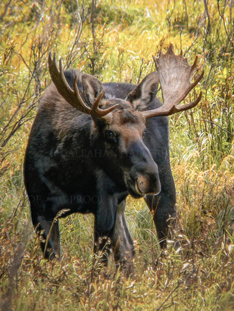 Bull Moose in the Deep Brush