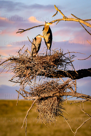 Nesting Heron Pair