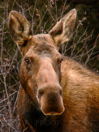 Poudre Canyon Moose